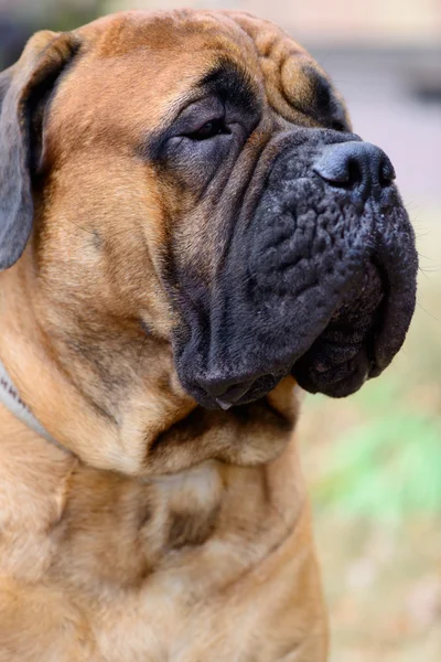 Retrato cão bullmastiff — Fotografia de Stock