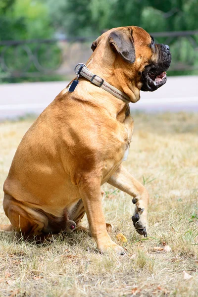 Haustier großer roter Hund Bulldogge — Stockfoto