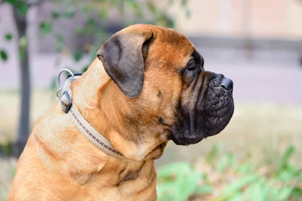 Portret psa Bullmastif — Zdjęcie stockowe