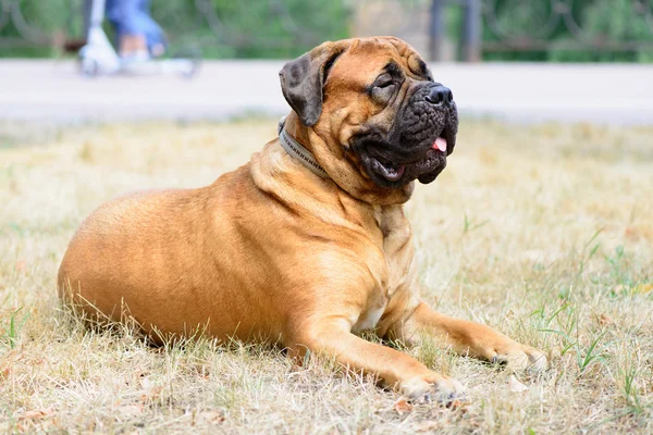 Το μεγάλο κόκκινο σκυλί κατοικίδιων ζώων bullmastiff — Φωτογραφία Αρχείου