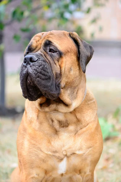 Portrait dog bullmastiff — Stock Photo, Image