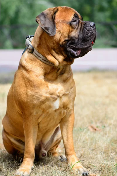 Evde beslenen hayvan büyük kırmızı köpek bullmastiff — Stok fotoğraf