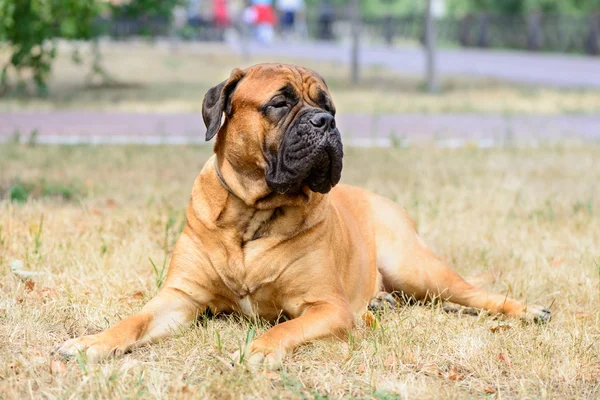 Velké červené psa Bulmastif — Stock fotografie