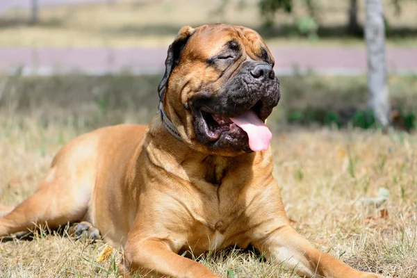 Evde beslenen hayvan büyük kırmızı köpek bullmastiff — Stok fotoğraf