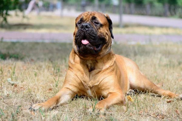 Домашня тварина велика червона собака бульмастиф — стокове фото