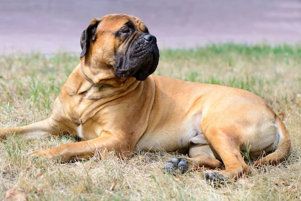 Το μεγάλο κόκκινο σκυλί κατοικίδιων ζώων bullmastiff — Φωτογραφία Αρχείου