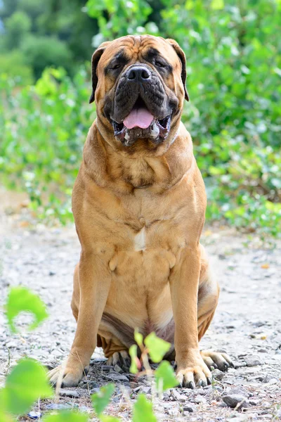 Nagy piros kutyája Bullmasztiff — Stock Fotó