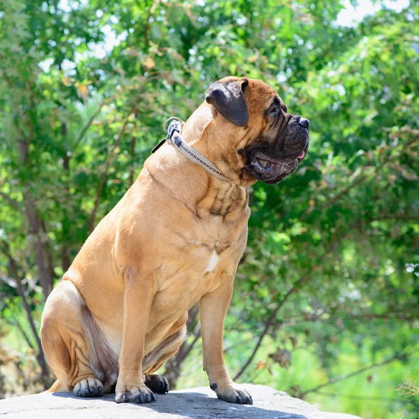 Το μεγάλο κόκκινο σκυλί κατοικίδιων ζώων bullmastiff — Φωτογραφία Αρχείου