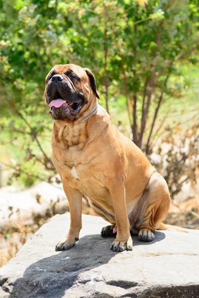 Bullmastiff duży czerwony pies — Zdjęcie stockowe