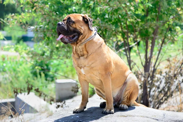 Haustier großer roter Hund Bulldogge — Stockfoto