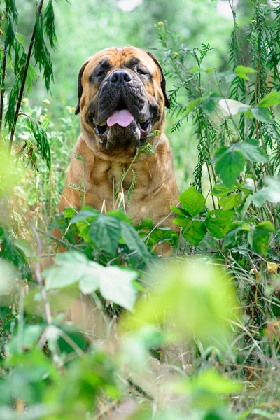 Pet bullmastiff cane — Foto Stock