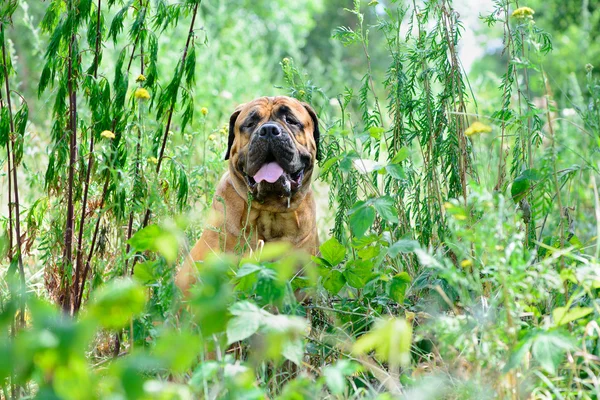 Evde beslenen hayvan bullmastiff köpek