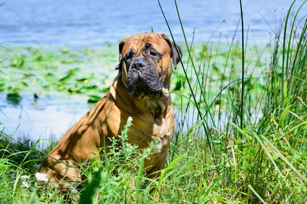 Pet bullmastiff cane — Foto Stock