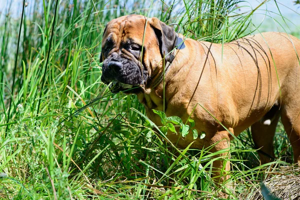 Bullmastiff pieścić pies — Zdjęcie stockowe