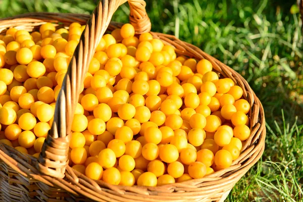 Panier avec prunes jaunes — Photo