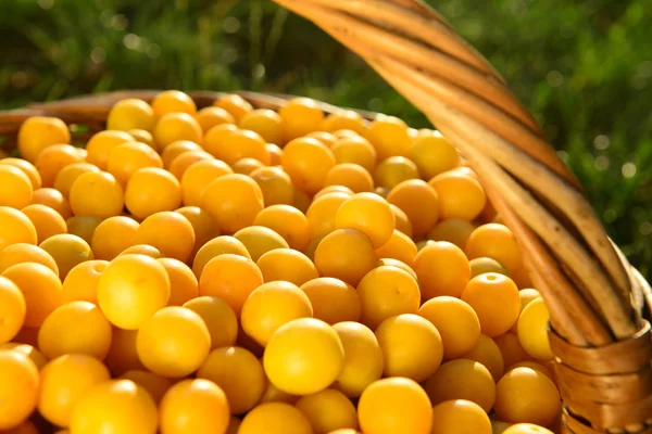 Korg med gula plommon — Stockfoto
