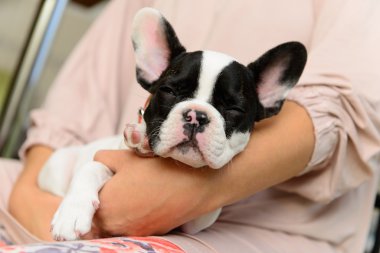 Fransız bulldog köpeği.