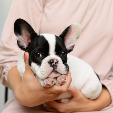 Fransız bulldog köpeği.