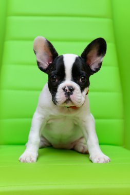 Fransız bulldog köpeği.