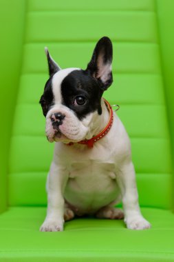 Fransız bulldog köpeği.