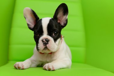 Fransız bulldog köpeği.