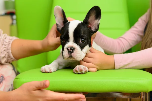 Cachorrinho de bulldog francês — Fotografia de Stock