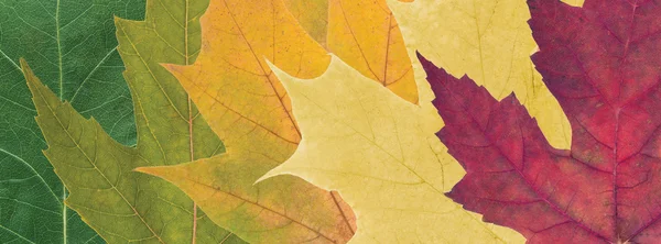 Hojas de otoño coloreadas — Foto de Stock