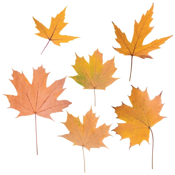 Composition of autumn leaves — Stock Photo, Image