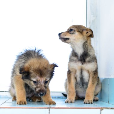 iki küçük yavrusu