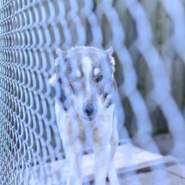 köpek barınağı