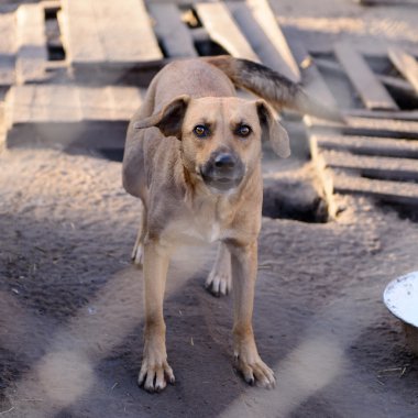 köpek barınağı