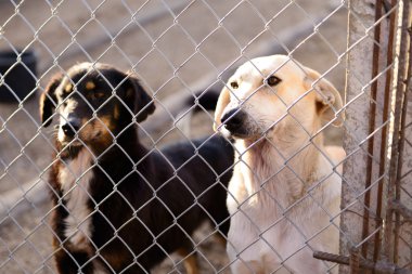 barınak köpekleri
