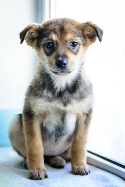 Retrato filhote de cachorro — Fotografia de Stock