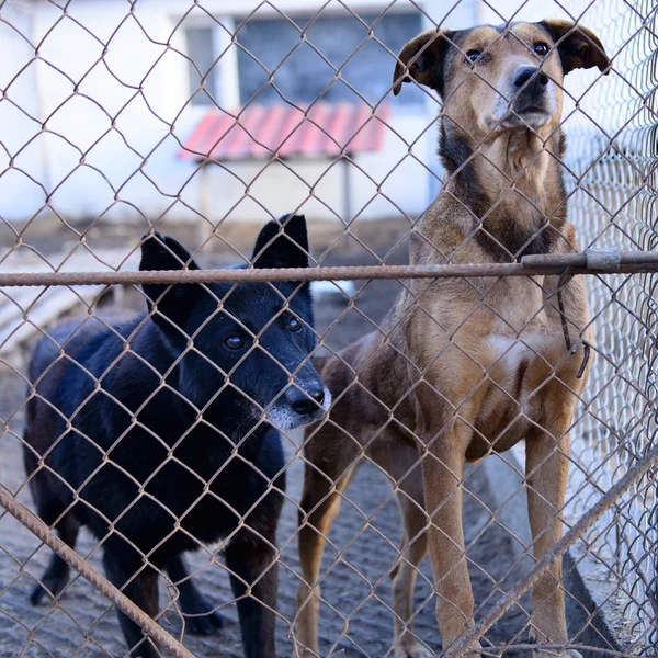 Perros en refugio — Foto de Stock