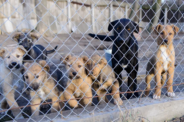 Σκυλιά στο καταφύγιο — Φωτογραφία Αρχείου