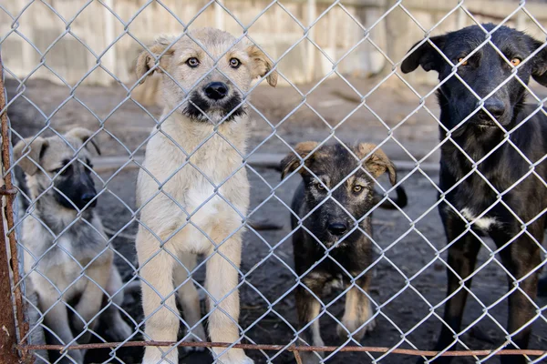 Hunde im Tierheim — Stockfoto