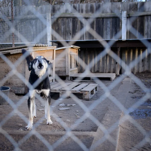 Perro en refugio — Foto de Stock