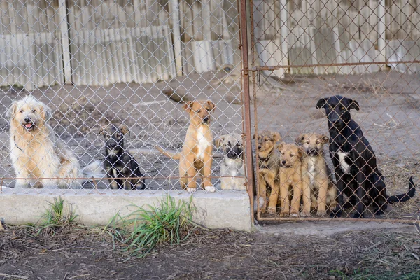 Собаки в укрытии — стоковое фото
