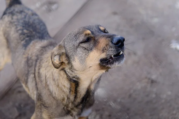 Dog in shelter — Stock Photo, Image