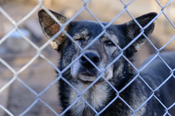 Hund im Tierheim — Stockfoto