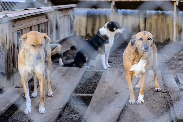 Perros en refugio — Foto de Stock