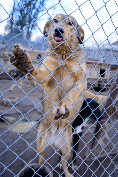 Perro en refugio — Foto de Stock