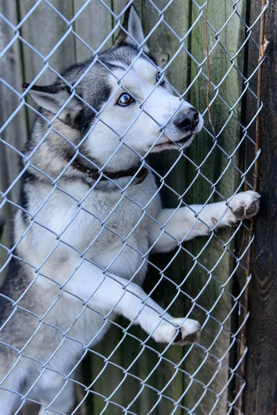 Hund im Tierheim — Stockfoto