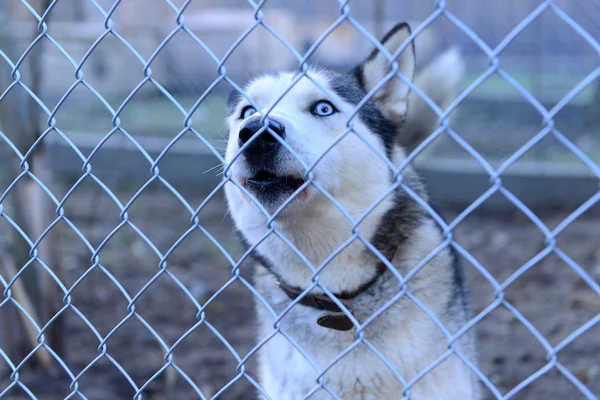 Hund im Tierheim — Stockfoto