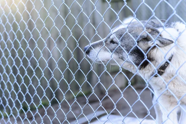 Hund im Tierheim — Stockfoto