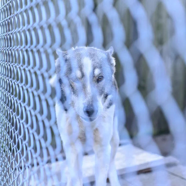 Perro en refugio — Foto de Stock