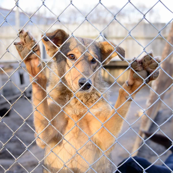 Собака в убежище — стоковое фото