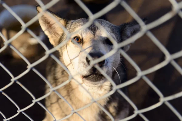 Hund im Tierheim — Stockfoto