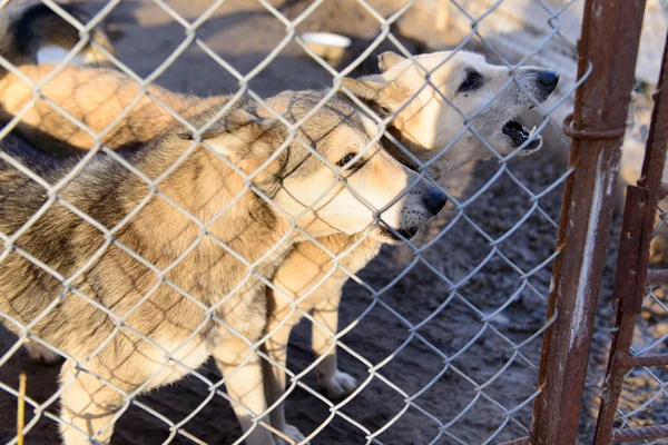 Hunde im Tierheim — Stockfoto