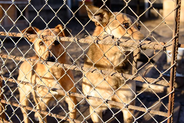 Perros en refugio — Foto de Stock